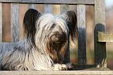 SKYE TERRIER 008